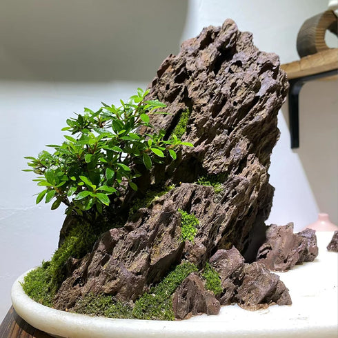 Seiryu Rock Stone - 2-6 inches for Aquariums, Landscaping Model, Tank Decoration (10lb)