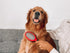 Tuff Pupper Double Sided Dog Brush - Two Sided Pin & Bristle Pet Brush for Detangling & Dematting