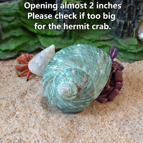 2pcs 1.8-2", (2pcs Big Hermit Crab Shells, XL Size Large Conch Opening Natural Sea Turbo Seashells for Hermit Crab