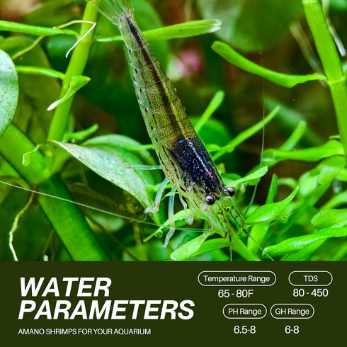 1/4" 1/2" (10+2 Pack) Amano Shrimps Algae Cleaner Inverts Live Freshwater Aquarium Shrimps - - Live Shrimp Arrival