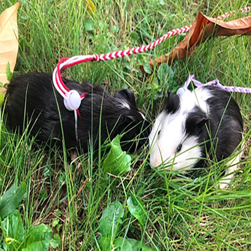 Zittop Small Animal Leash Lead Harness Rope, Adjustable Rope for Hamster Rat Mouse
