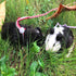 Zittop Small Animal Leash Lead Harness Rope, Adjustable Rope for Hamster Rat Mouse
