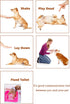 Pet Training Clicker with Wrist Strap - Dog Training Clickers, New Red and Bluegreen