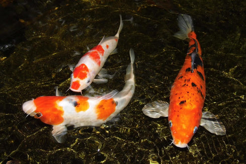 Aquatic Foods Inc. 5oz. 1/2'' 1&1/4'' 5oz Freeze Dried Red Shrimp to for Tropical Fish, Marine Large Cichlids, Koi