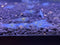 Blue Velvet Shrimps Live Freshwater Shrimp Aquarium Neocaridina Inverts RCS Blue Jelly