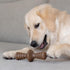 Benebone 2-Pack Maplestick/Zaggler Durable Dog Chew Toys, Real Maplewood, Real Bacon, Made in USA