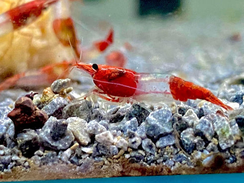 Las Vegas Exotic Fish 20) Neocaridina Shrimp Live Freshwater Shrimp Aquarium Inverts (Live Guarantee or Replacemnt is