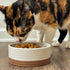 Mora Ceramic Pet Bowl Size Small, Food/Water Dish for Puppy Dogs, Cats, Guinea Pig, 11oz or 2 Cups, Vanilla