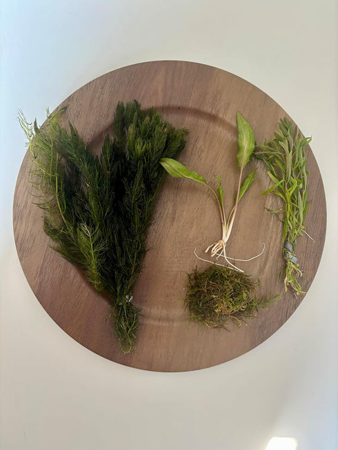 Generic Shrimp Aquarium Live Plant Bundle- Hornwort, Stellatus, Crypt, & Moss.