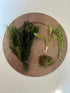 Generic Shrimp Aquarium Live Plant Bundle- Hornwort, Stellatus, Crypt, & Moss.