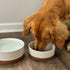 Mora Ceramic Pet Bowl Medium - 28oz Food/Water Dish for Large Puppies, Cats, Medium Dogs - Vanilla Basic Bowls
