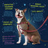 2 Hounds Design Freedom No Pull Dog Harness, Adjustable Gentle Control for Easy Walking, Made in USA