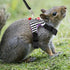 Small Pet Harness Vest and Leash Set - Bowknot and Bell Decor for Gerbil Guinea Pig Squirrel Kitten (M, Black Stripe)