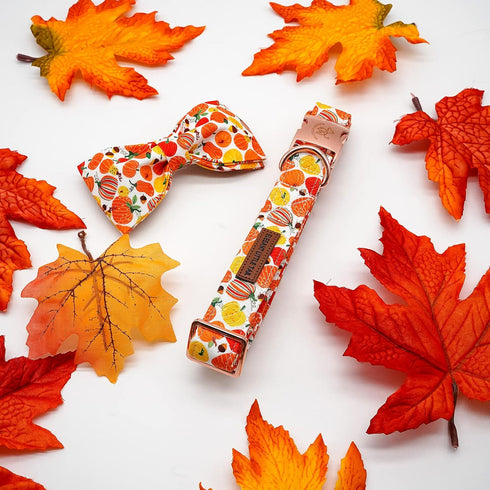 Elegant Little Tail Dog Collar with Bow - Fall Halloween Pumpkin Bow for X-Small Puppies