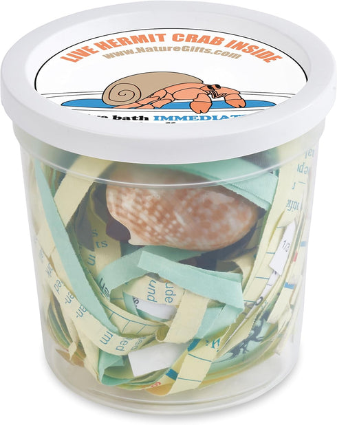 Store 4 4 Live Hermit Crabs Shipped Now-with Premium Hermit Crab Shells: Land Crabs with Extra Shells from Nature Gift