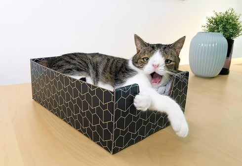 Modern Cat Box Lounger with Peek-a-Boo Cutout, Premium Corrugated Cardboard Bed for Kittens and Small Pets, Blue