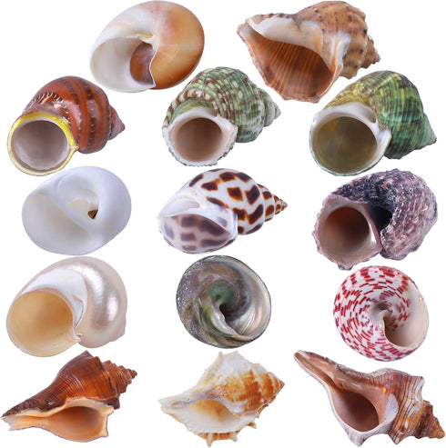 14 Kind Natural Hermit Crab Shells 14PCS, Size 1" - 3.5", Opening 0.8" - 1.5", Pearl Turbo Seashell Décor