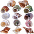 14 Kind Natural Hermit Crab Shells 14PCS, Size 1" - 3.5", Opening 0.8" - 1.5", Pearl Turbo Seashell Décor