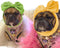 KUDES 2 Pack Pet Cute Bow Headbands, Stretchy Bow Headgear for Dog Cat Puppy Bathroom Hair Accessories, Light Green +