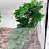 FLmoving 2-Pack(Philodendron Reptile Plants for Terrarium, Amphibian Habitat Decor Artificial Hanging Plants
