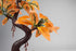 Penn-PLAX Deco-Replicas Bonsai Tree Aquarium Decoration – Orange – 8” Height, Safe for Freshwater and Saltwater Fish