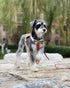 PET SHOW 10 Pack Camo Small Dog Bow Ties, Colorful Camouflage Bowties for Medium Dogs, Classic Bowknots Pet Grooming