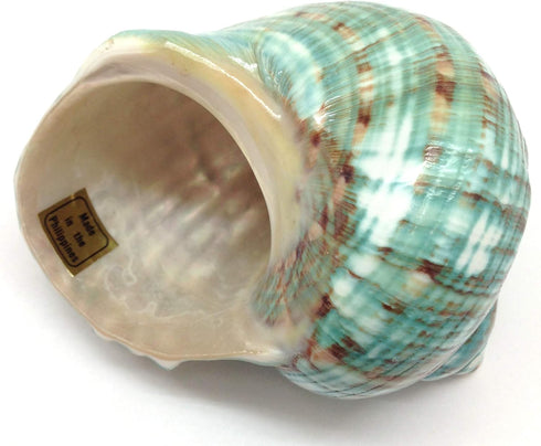 PEPPERLONELY 3 Inch 3-1/2 Inch Green Blue Gade Big Turbo Sea Shells, Large Hermit Crab Shells, ~