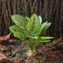 IBWell Reptile Terrarium Plants - Tortoise Habitat Accessories, Artificial Spider Plant for Gecko, Ball Python