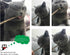 Silvervine Sticks Cat Toys - Natural Matatabi Catnip Chew Sticks for Teeth Cleaning (26 PCS)