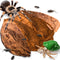 SunGrow 10 Pack Hermit Crab Large Catappa Indian Almond Leaves - Dried Leaves for Spawning, Nutrition for Isopods,