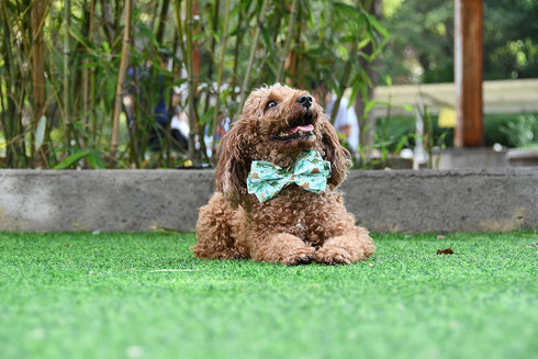 Dinosaur Dog Bow Tie, Detachable Bowtie, Adjustable Collar for Small Medium Large Dogs
