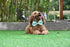 Dinosaur Dog Bow Tie, Detachable Bowtie, Adjustable Collar for Small Medium Large Dogs