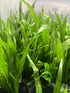 2 1 Marcus Fish Tanks Java Fern Microsorum Pteropus Easy Live Aquarium Plant Buy GET