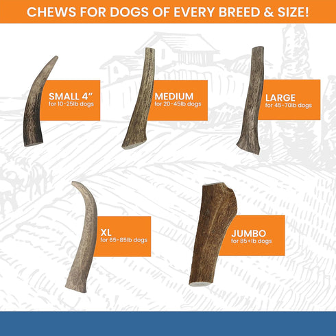 Elk Antlers for Dogs - USA Sourced Antler Chews for Aggressive Chewers, Promotes Oral Health for All Sizes
