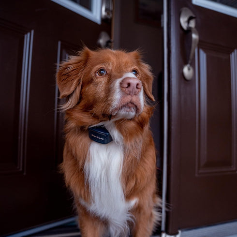 PetSafe Audible Bark Dog Collar, Humanely Stop Barking, Alternative to Static Shock No Bark Collar, 10 Levels of Safe