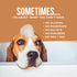 Natural Rapport Dog Shampoo - Complete Wash for All Breeds, 16 fl oz - The Only Dog Shampoo Dogs Need