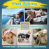 Apupmeo 50PCS Covers(M,50) Disposable Dog Diaper Liners - Dog Booster Pads for Male Female Dogs - Doggie Diaper Insert