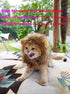 Lion Mane Wig for Cat Costume, Adjustable Washable Fancy Hair Dress for Halloween, Christmas, Easter (Brown)