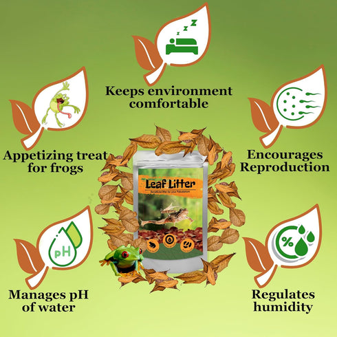 JOR 120 Pack Dwarf Frog Leaf Litter - Mini Indian Almond Leaves for Microfauna Habitat