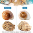 6PCS Large Natural Hermit Crab Shells, Size 3" - 3.5" for Supplies and Beach Decoration