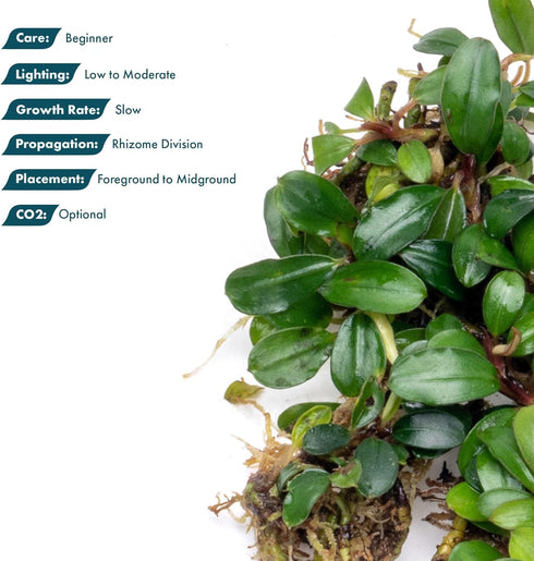 (10-15 SubstrateSource Bucephalandra Mini Coin Live Aquarium Plant - Natural Freshwater Fish Tank Decorations