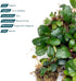 (10-15 SubstrateSource Bucephalandra Mini Coin Live Aquarium Plant - Natural Freshwater Fish Tank Decorations