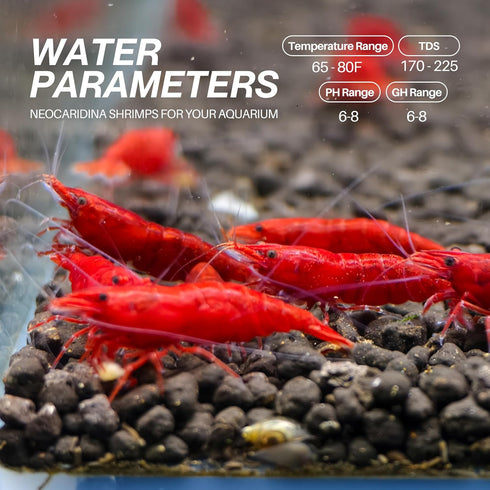 (Pack 10) Fire Red Premium High-Grade Cherry Shrimp Neocaridina Freshwater Aquarium, Live Shrimp Freshwater Aquarium