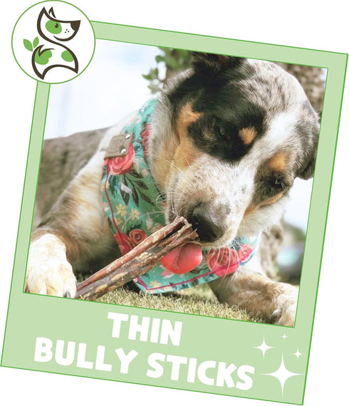 Nature Gnaws Thin Bully Sticks for Dogs 5-6" (8oz) - Mixed Thickness, Long Lasting for Small Dogs and Puppies