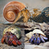 5PCS Medium and Large Hermit Crab Shells, Natural Sea Conch Size 2.2" - 3.4" for Hermit Crab Supplies