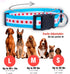 Native Pup Chicago Flag Dog Collar, Large