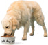 PetRageous Classy Bones Dog Bowl, 4.5-Cup Capacity, 7-Inch Diameter, Dishwasher Safe, Grey for Large Dogs