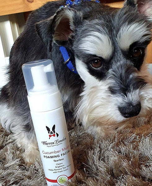 Warren London Foaming Pet Facial - Tear Free Dog Face Wash, Refreshing Cucumber Melon Wash, 1 Gallon