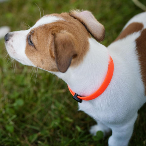 Waterproof and Durable Dog Collar, Soft Lightweight Adjustable Collar for Miniature Dogs and Puppies, Mini, Tangerine