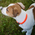 Waterproof and Durable Dog Collar, Soft Lightweight Adjustable Collar for Miniature Dogs and Puppies, Mini, Tangerine